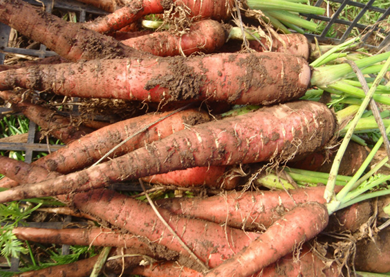 里山だから出来る。体にいい「高付加価値」野菜作り