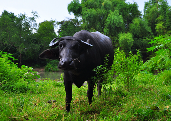 本当は儲かる、田舎暮らし、畜産のやり方とは